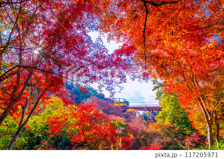 岩清水八幡宮参道ケーブルと紅葉 117205971