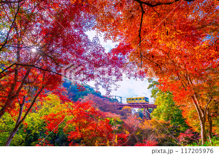 石清水八幡宮参道ケーブルと紅葉 117205976