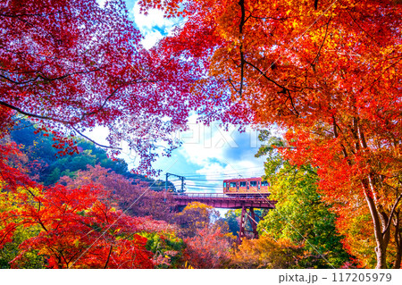 石清水八幡宮参道ケーブルと紅葉 117205979