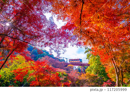 石清水八幡宮参道ケーブルと紅葉 石清水八幡宮参道ケーブルと紅葉 117205999