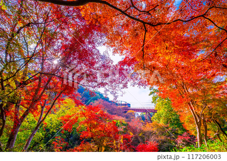 岩清水八幡宮参道ケーブルと紅葉 117206003