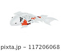 タイトな色の鱗をした鯉 117206068