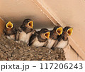 餌を待つツバメの雛 117206243