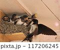 餌をもらうツバメの雛 117206245