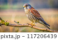 A striking kestrel perched on a bare branch, its keen eyes focused intently on the meadow below. 117206439