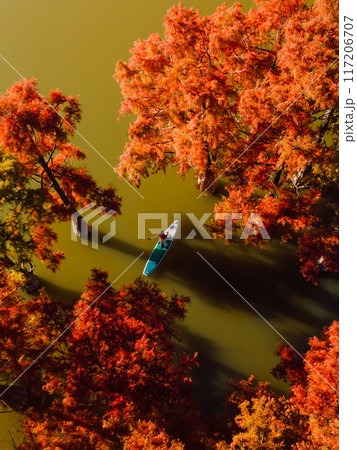 Traveller on stand up paddle board at lake among autumnal swamp trees. Top down aerial view Traveller on stand up paddle board at lake among autumnal swamp trees. Top down aerial view 117206707