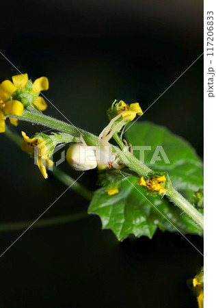 キンミズヒキの花と美白で茶色いメガネがおしゃれな美形アズチグモ(雌・自然光+ストロボ・マクロ接写) キンミズヒキの花と美白で茶色いメガネがおしゃれな美形アズチグモ(雌・自然光+ストロボ・マクロ接写) 117206833