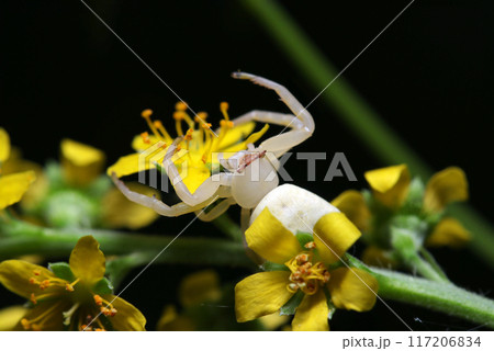 キンミズヒキの花と美白で茶色いメガネがおしゃれな美形アズチグモ（雌・自然光+ストロボ・マクロ接写） 117206834