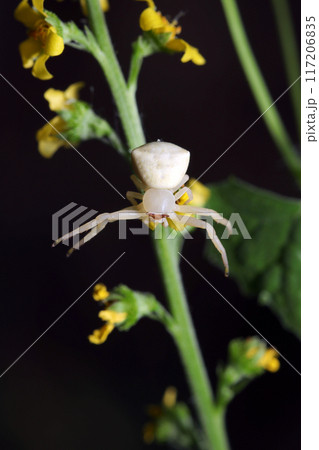 キンミズヒキの花と美白で茶色いメガネがおしゃれな美形アズチグモ(雌・自然光+ストロボ・マクロ接写) キンミズヒキの花と美白で茶色いメガネがおしゃれな美形アズチグモ(雌・自然光+ストロボ・マクロ接写) 117206835
