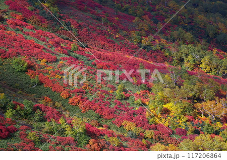 銀泉台の紅葉 117206864