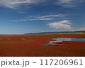 能取湖のサンゴ草の群落 117206961