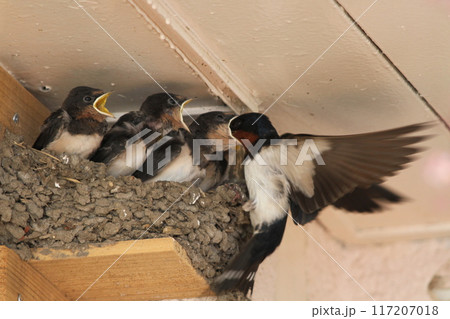 親鳥から餌をもらうツバメの雛 親鳥から餌をもらうツバメの雛 117207018