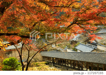 奈良　紅葉の真言宗豊山派総本山大和国長谷寺　 117207193