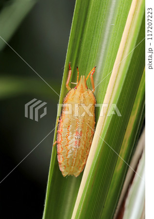 扁平で透明感のある淡黄色に赤い紋のエビイロカメムシ幼虫（自然光＋ストロボ、マクロ接写撮影） 117207223