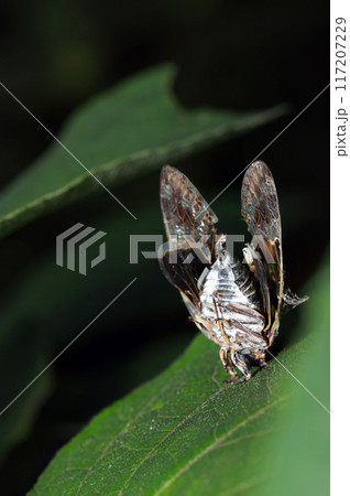 蜘蛛に頭部を喰い捨てられ、青葉に刺さって絶命している哀れなセミ(自然光+ストロボ・マクロ接写) 蜘蛛に頭部を喰い捨てられ、青葉に刺さって絶命している哀れなセミ(自然光+ストロボ・マクロ接写) 117207229