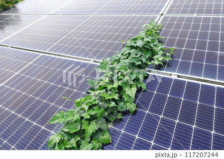 太陽光パネルの上に生い茂った雑草 太陽光パネルの上に生い茂った雑草 117207244