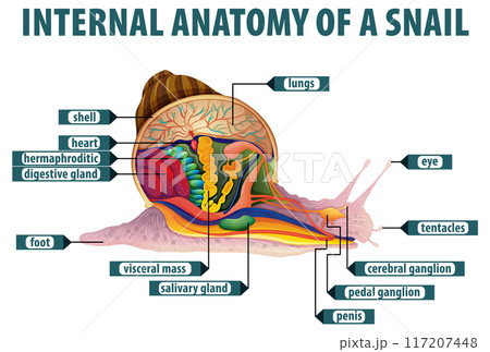 Internal Anatomy of a Snail 117207448