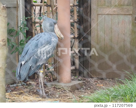 ハシビロコウ(横顔・全身・余白あり) ハシビロコウ(横顔・全身・余白あり) 117207569