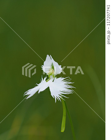 サギソウの花 117207741