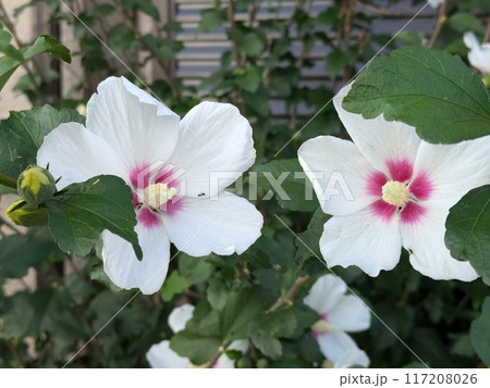 夏の庭に咲く白いムクゲの花 夏の庭に咲く白いムクゲの花 117208026