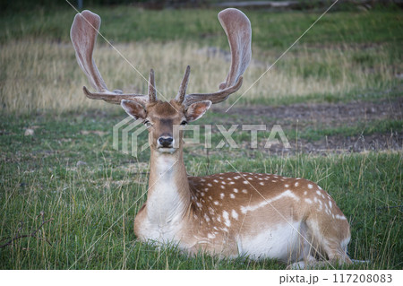 Resting deer in a grassy field with majestic antlers, calm nature scene 117208083