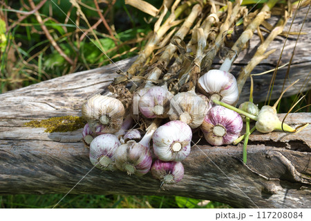 Freshly harvested garlic bulbs resting on a wooden log in a garden 117208084
