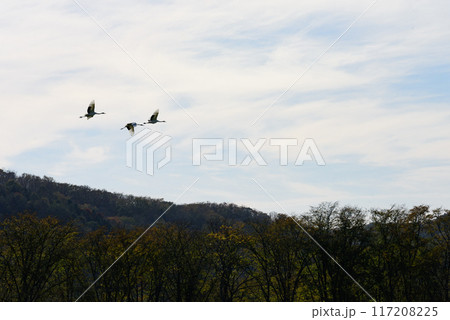 秋晴れの空を飛ぶタンチョウファミリー 117208225