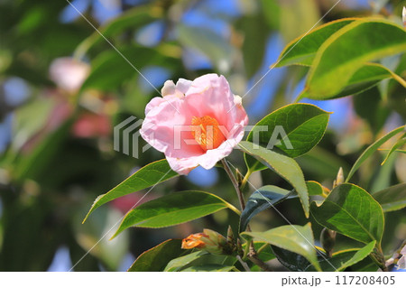 ピンク色の椿　紺侘助椿（わびすけつばき）　　　 117208405