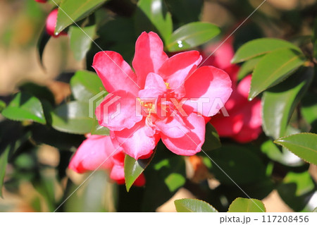 満開の山茶花（サザンカ）　　 117208456