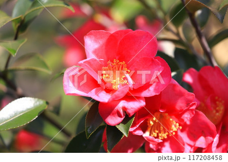 満開の山茶花（サザンカ）　　 117208458