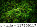 京都 コケのアップ 117209117