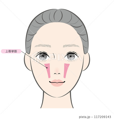 上唇挙筋（名称あり） 117209143