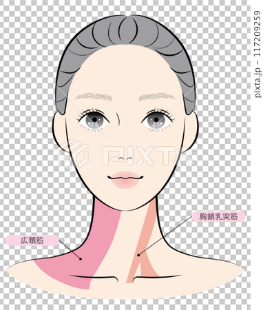 広頚筋と胸鎖乳突筋（名称あり） 117209259