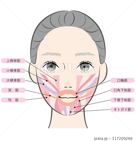 口の周りの筋肉(名称あり) 口の周りの筋肉(名称あり) 117209266