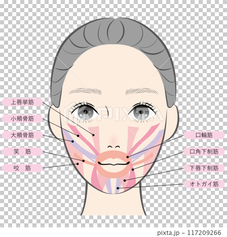 口の周りの筋肉(名称あり) 口の周りの筋肉(名称あり) 117209266