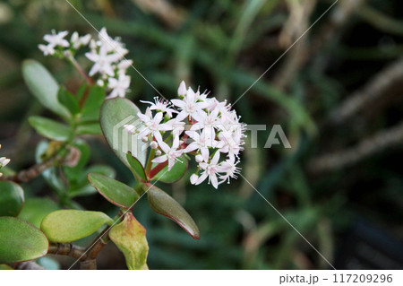 金のなる木の花 117209296