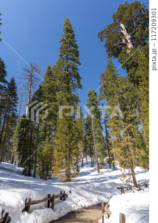 Snow-covered sequoia tree park, winter wonderland 117209301
