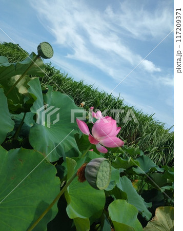 蓮の花と晴天 蓮の花と晴天 117209371