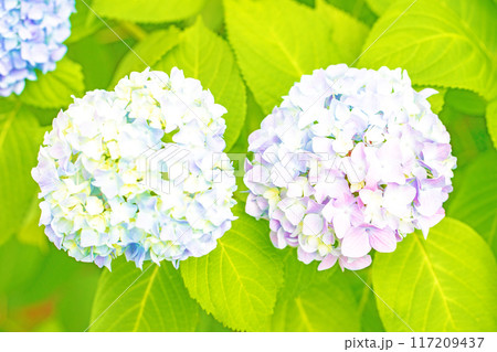 家の周りの草花 四季の色々 近くのアジサイ園の木々が赤や紫色に彩られています 家の周りの草花 四季の色々 近くのアジサイ園の木々が赤や紫色に彩られています 117209437