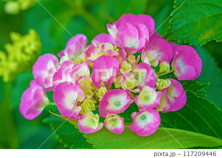 家の周りの草花　四季の色々　近くのアジサイ園の木々が赤や紫色に彩られています 117209446