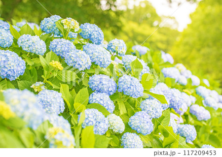 家の周りの草花　四季の色々　近くのアジサイ園の木々が赤や紫色に彩られています 117209453