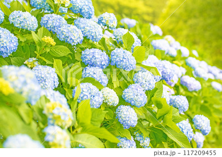 家の周りの草花　四季の色々　近くのアジサイ園の木々が赤や紫色に彩られています 117209455