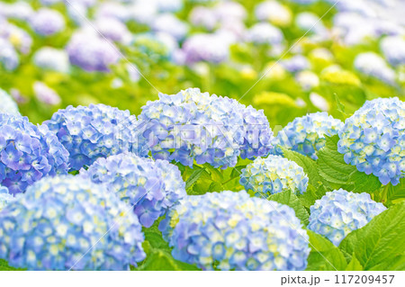 家の周りの草花 四季の色々 近くのアジサイ園の木々が赤や紫色に彩られています 家の周りの草花 四季の色々 近くのアジサイ園の木々が赤や紫色に彩られています 117209457