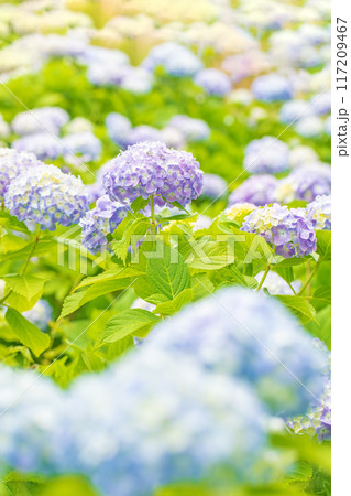 家の周りの草花 四季の色々 近くのアジサイ園の木々が赤や紫色に彩られています 家の周りの草花 四季の色々 近くのアジサイ園の木々が赤や紫色に彩られています 117209467