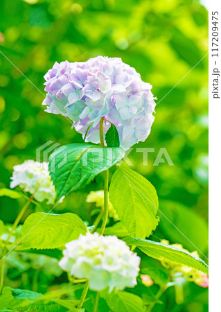 家の周りの草花　四季の色々　近くのアジサイ園の木々が赤や紫色に彩られています 117209475