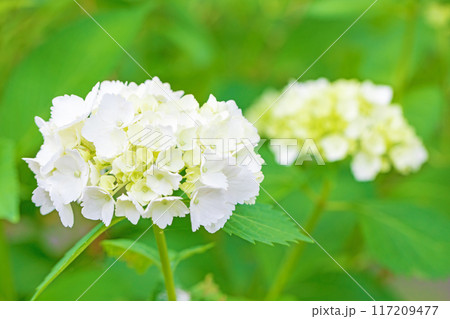 家の周りの草花 四季の色々 近くのアジサイ園の木々が赤や紫色に彩られています 家の周りの草花 四季の色々 近くのアジサイ園の木々が赤や紫色に彩られています 117209477