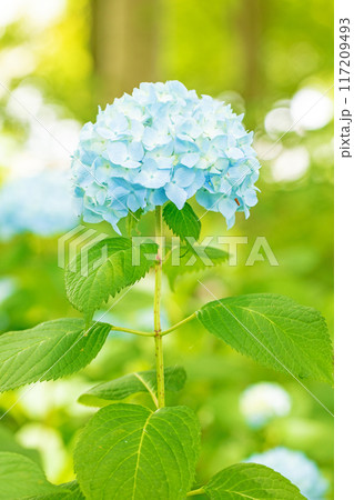 家の周りの草花 四季の色々 近くのアジサイ園の木々が赤や紫色に彩られています 家の周りの草花 四季の色々 近くのアジサイ園の木々が赤や紫色に彩られています 117209493