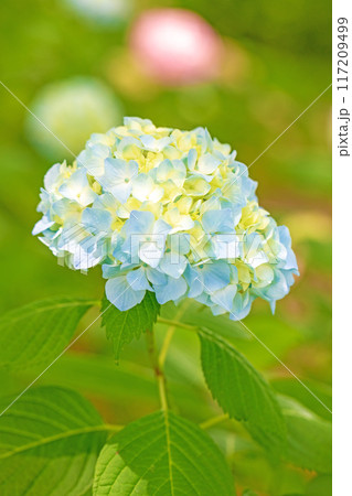 家の周りの草花 四季の色々 近くのアジサイ園の木々が赤や紫色に彩られています 家の周りの草花 四季の色々 近くのアジサイ園の木々が赤や紫色に彩られています 117209499