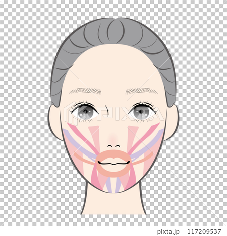 口の周りの筋肉 口の周りの筋肉 117209537