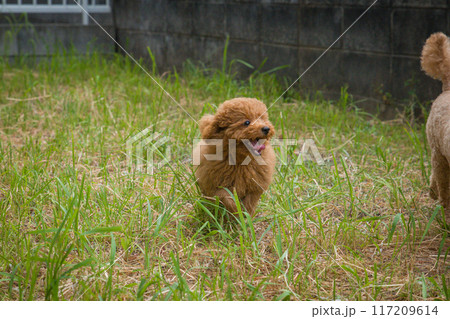 走る仔犬 117209614